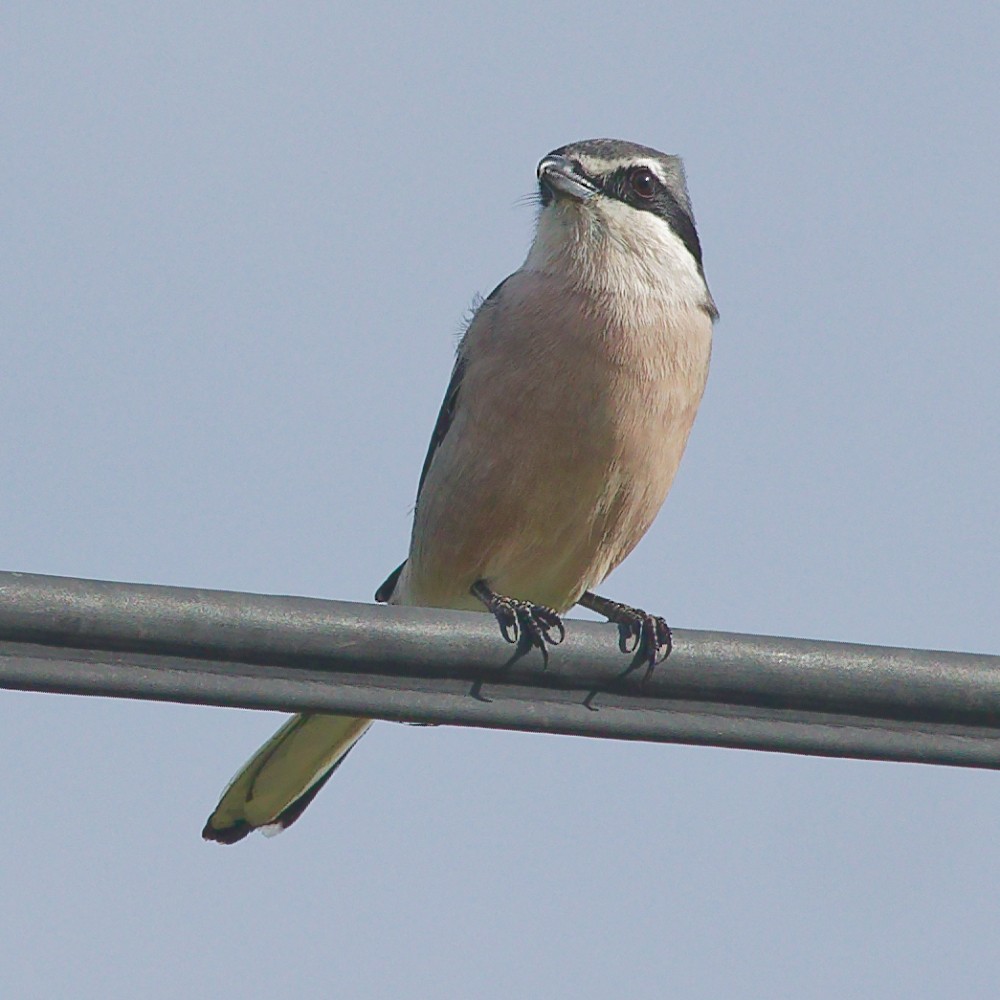 Iberian Gray Shrike - ML646340742