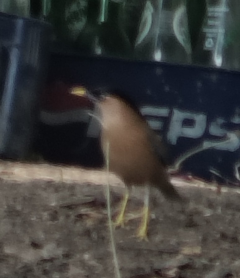 Brahminy Starling - ML646340743