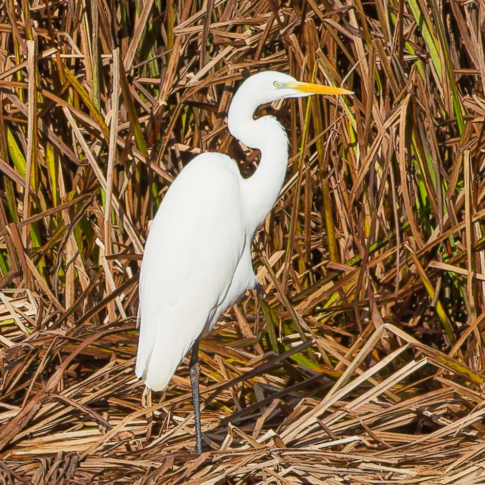 Great Egret - ML646340744