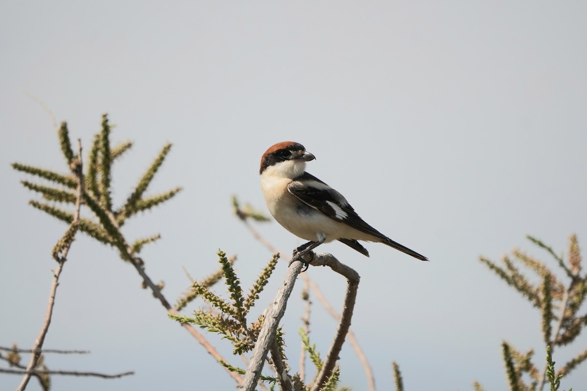 Woodchat Shrike - ML646340745