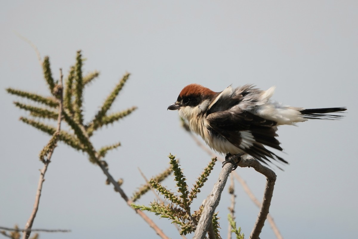 Woodchat Shrike - ML646340746