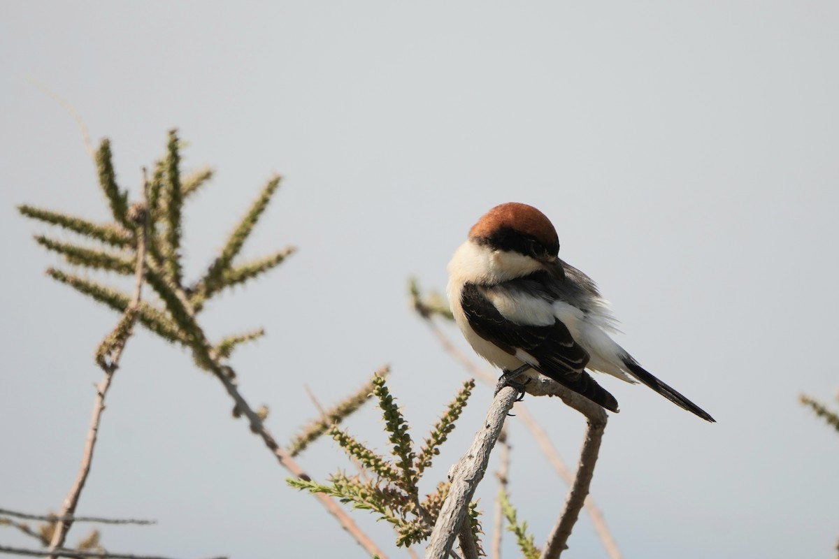 Woodchat Shrike - ML646340747