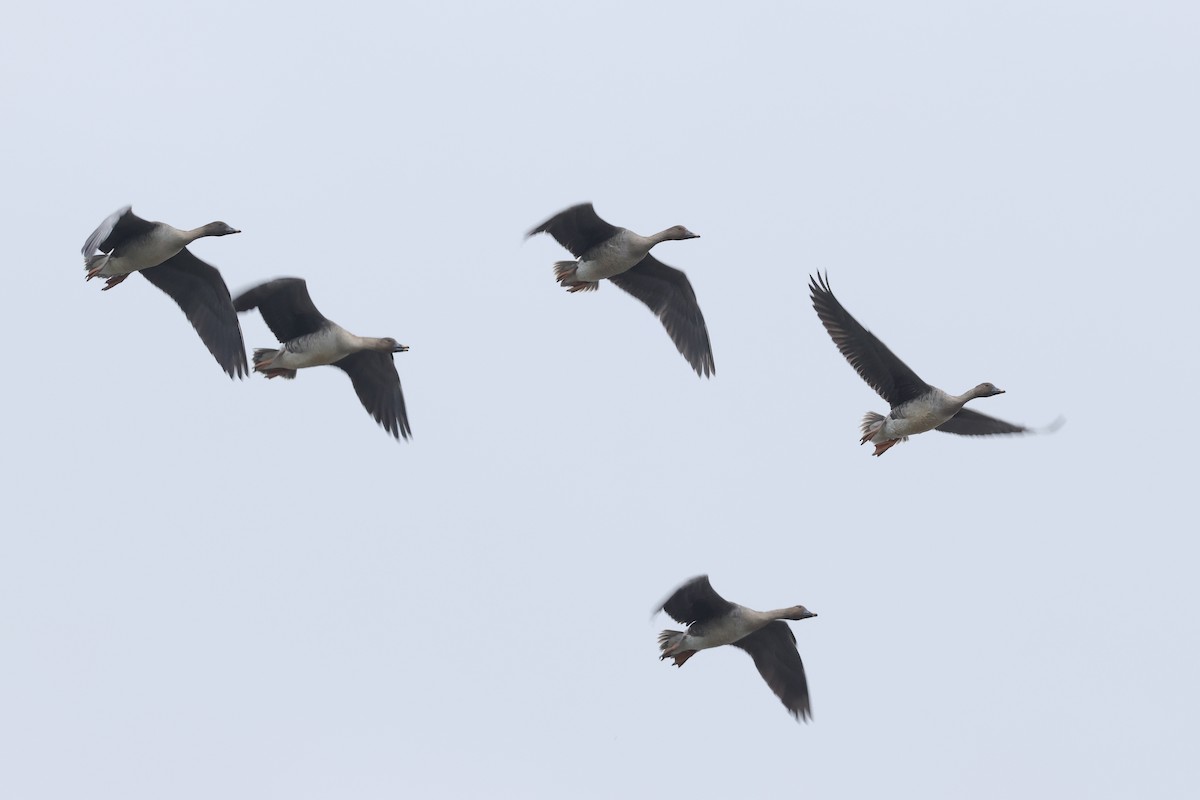 Taiga Bean-Goose - ML646340749