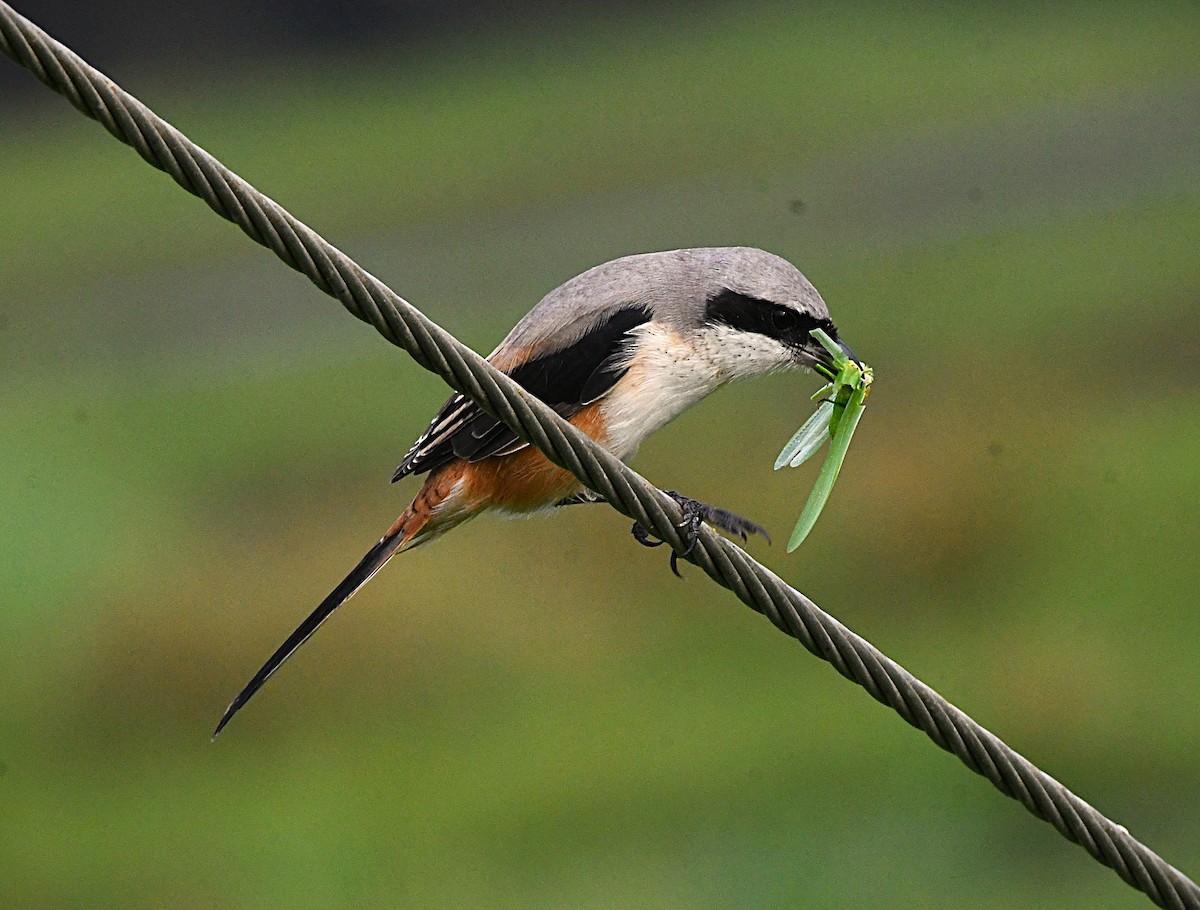 Long-tailed Shrike - ML646340750