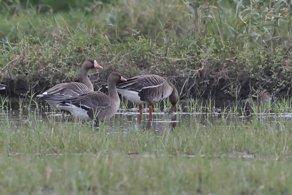 Пискулька - ML646340751