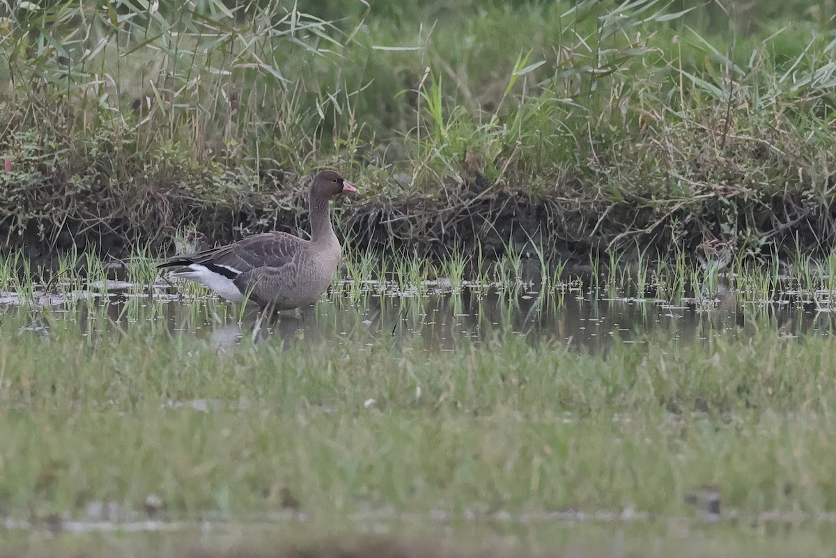 Пискулька - ML646340752