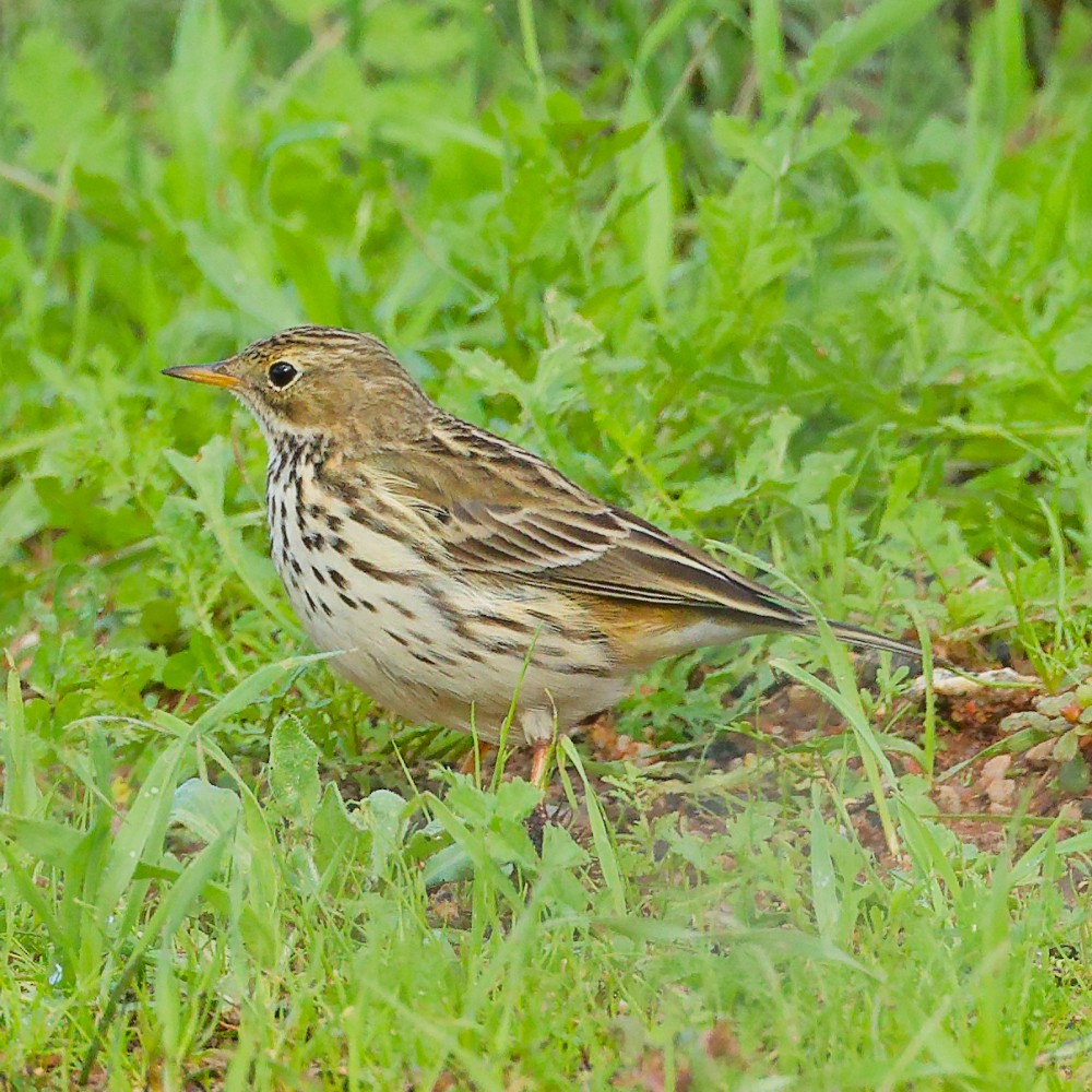 Meadow Pipit - ML646340753