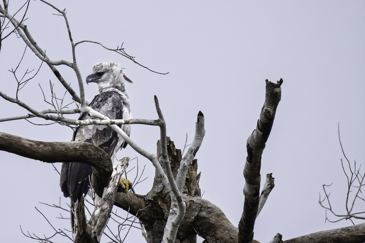 Harpy Eagle - ML646340756