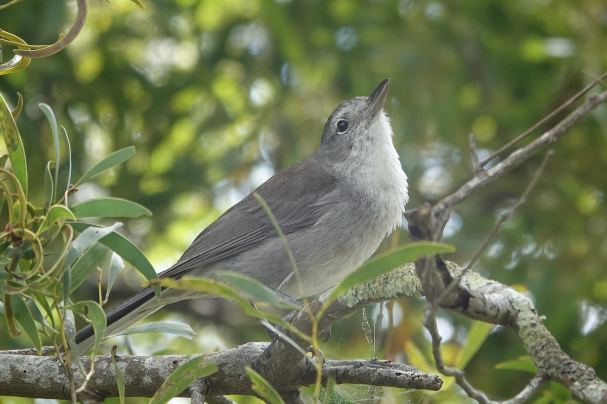 Gray Shrikethrush - ML646340757