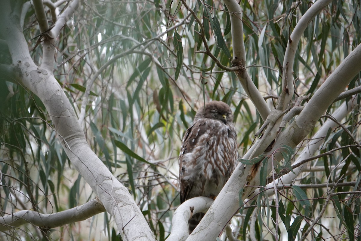 Barking Owl - ML646340758
