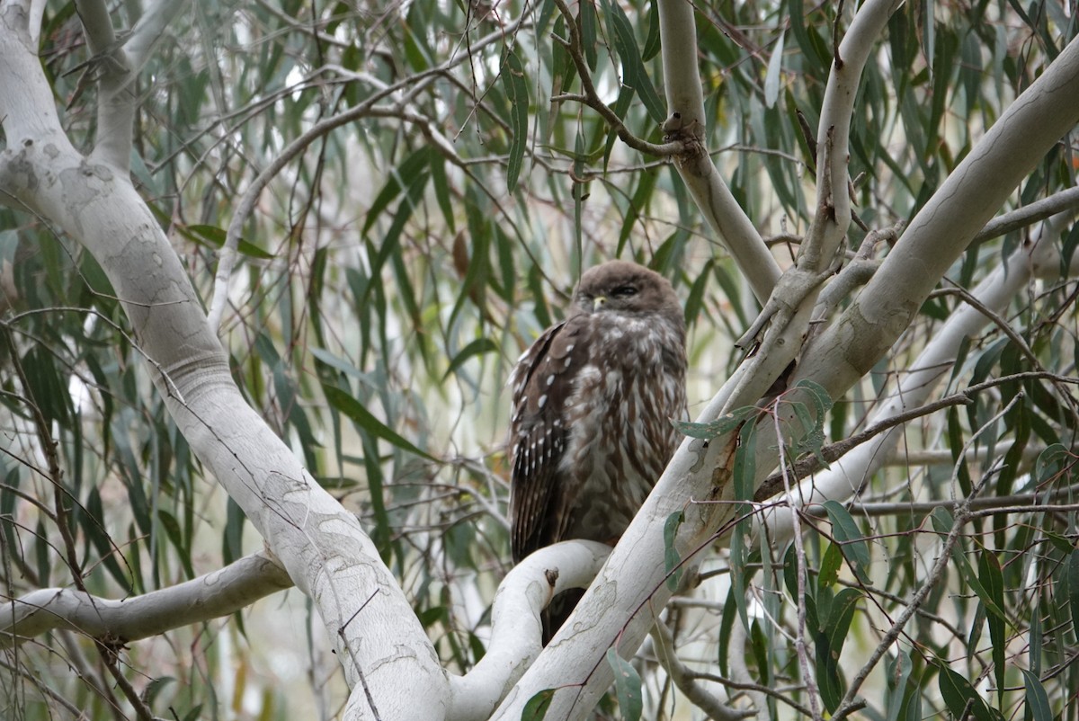 Barking Owl - ML646340759