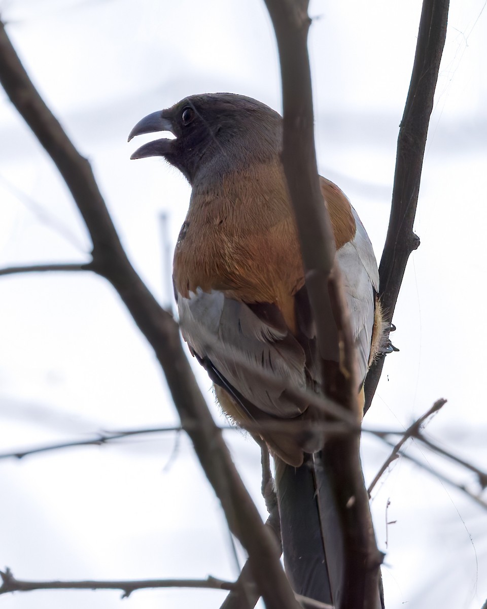 Rufous Treepie - ML646340760