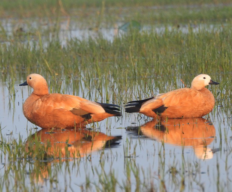 Tarro Canelo - ML646340763