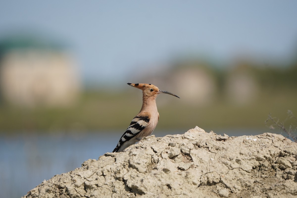 Abubilla Común - ML646340765