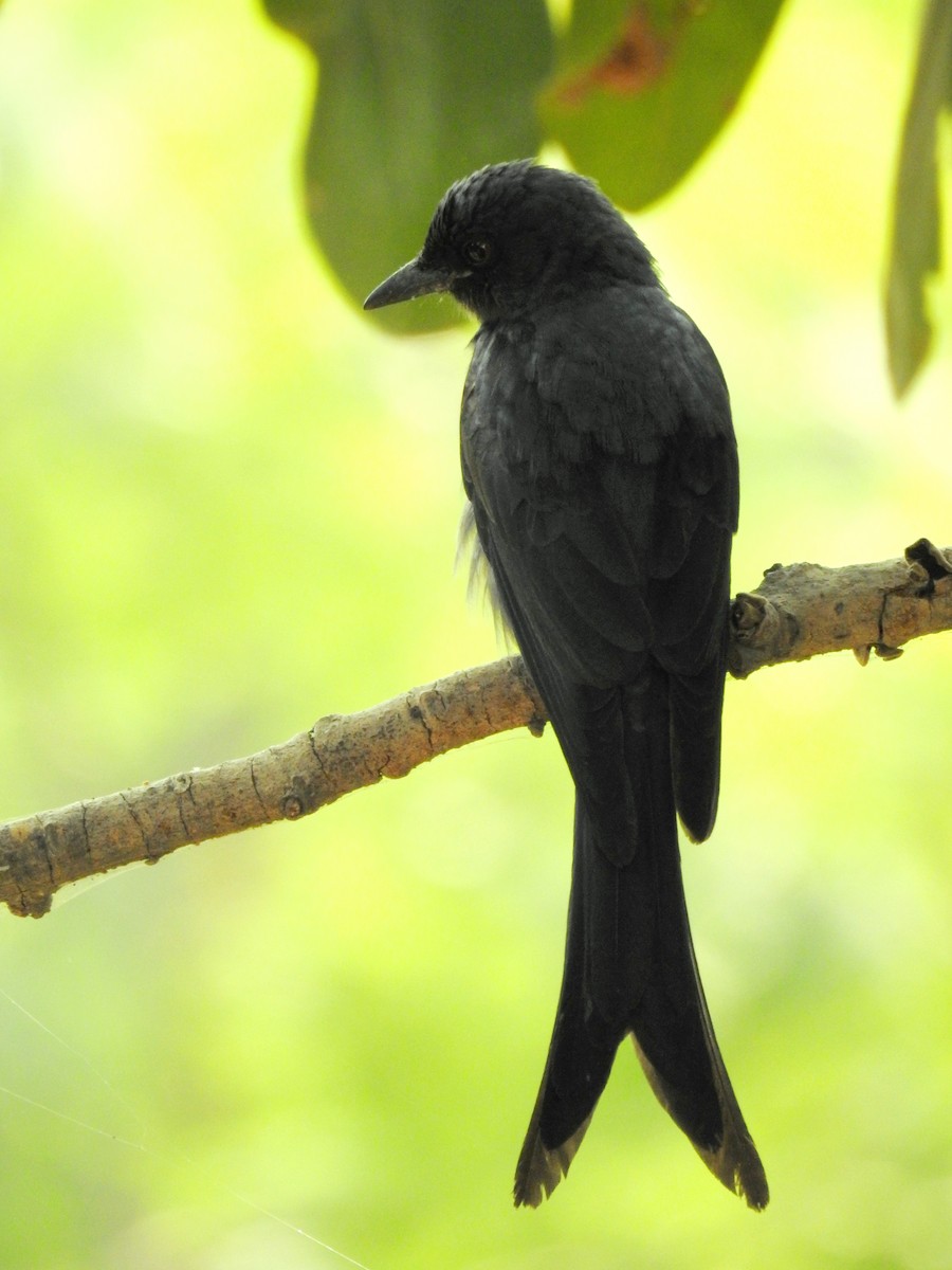 Ashy Drongo (Blackish) - ML646340769
