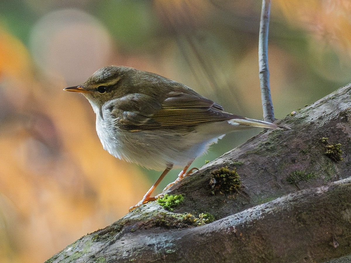 Mosquitero Japonés/Boreal/de Kamtchatka - ML646340770