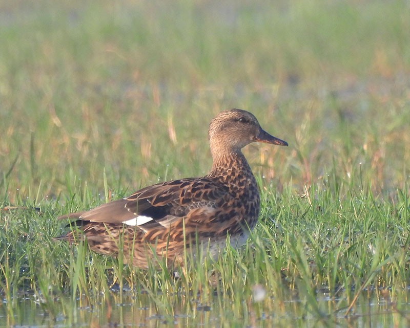 Ánade Friso - ML646340771