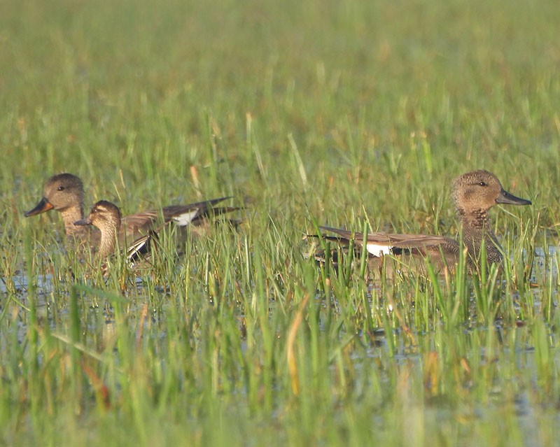 Ánade Friso - ML646340772