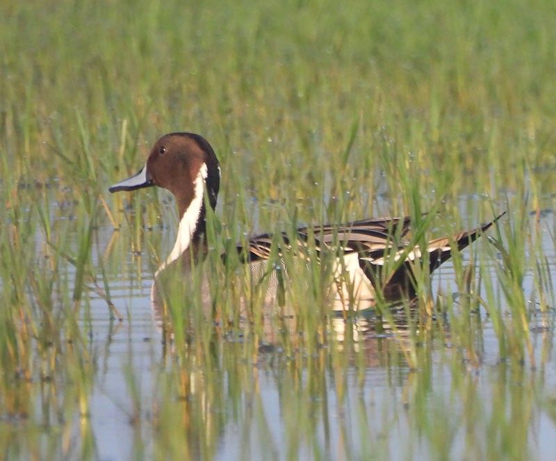 Ánade Rabudo - ML646340777
