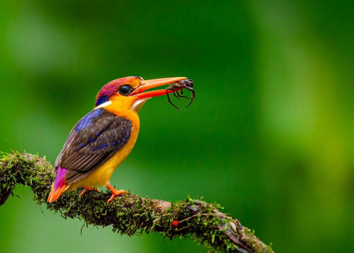 Martín Pigmeo Oriental - ML646340778