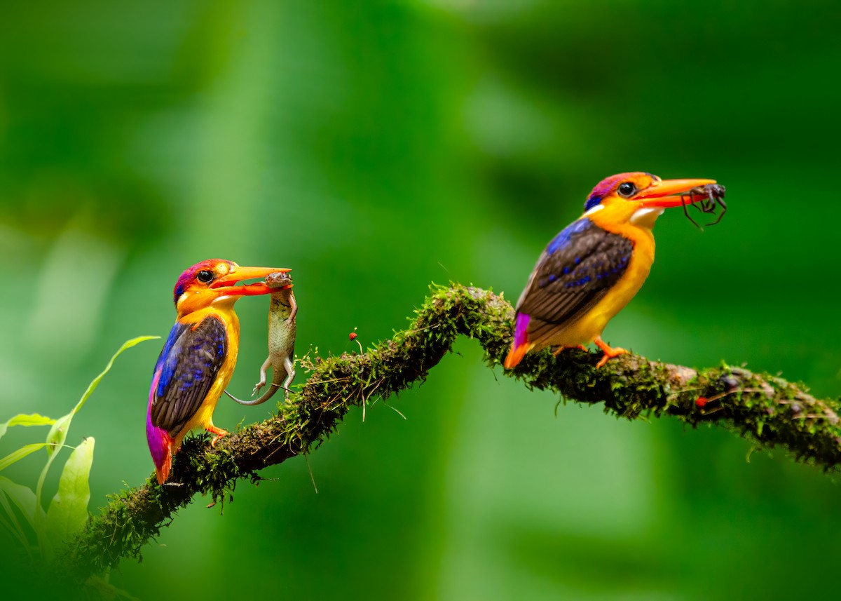 Martín Pigmeo Oriental - ML646340779