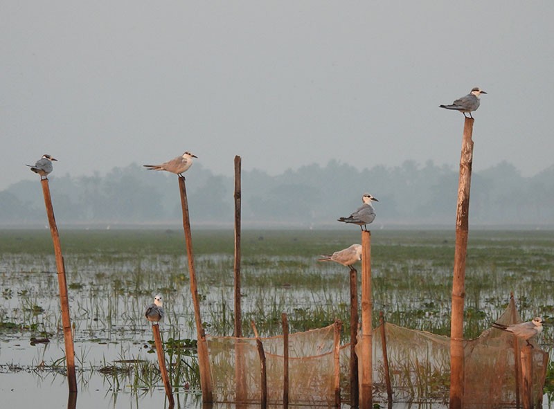 Fumarel Cariblanco - ML646340783