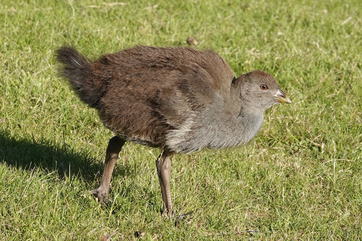 Gallineta de Tasmania - ML646340784