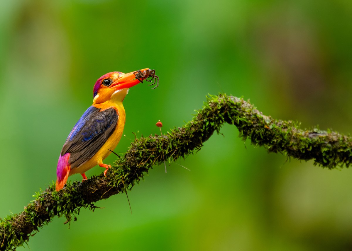 Martín Pigmeo Oriental - ML646340785