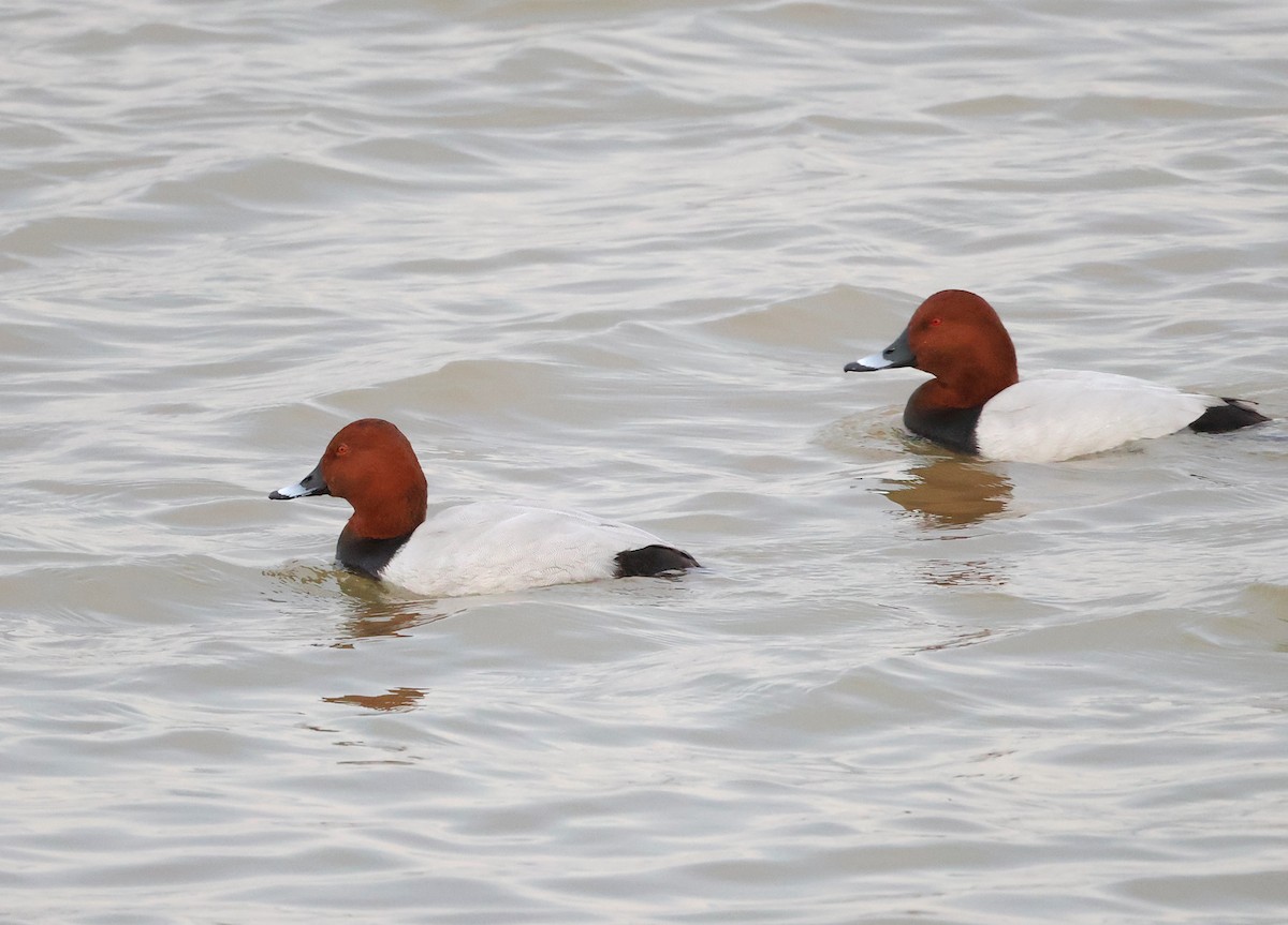 Porrón Europeo - ML646340786