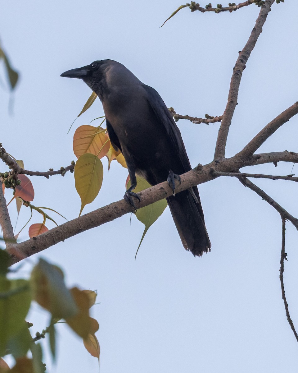 Cuervo Indio - ML646340787