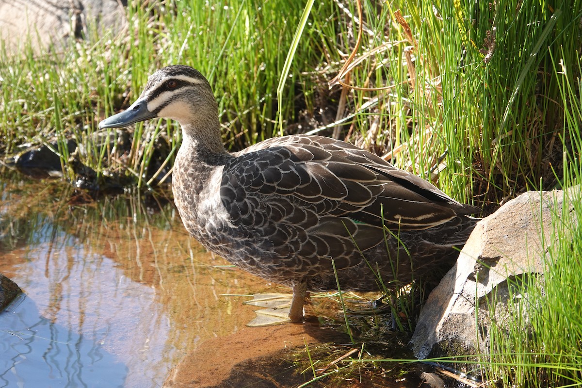 Pacific Black Duck - ML646340789