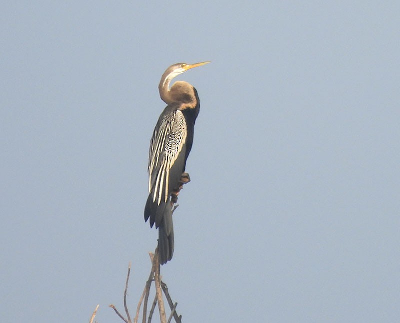 Anhinga Asiática - ML646340790