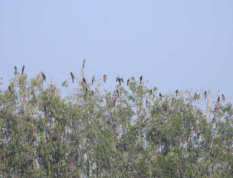 Anhinga Asiática - ML646340791