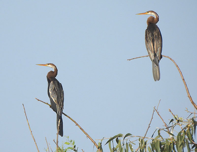 Anhinga Asiática - ML646340792