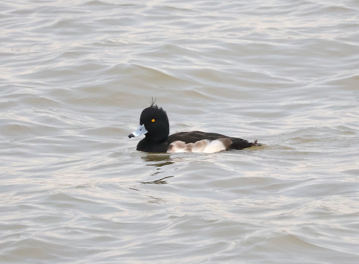 Porrón Moñudo - ML646340793