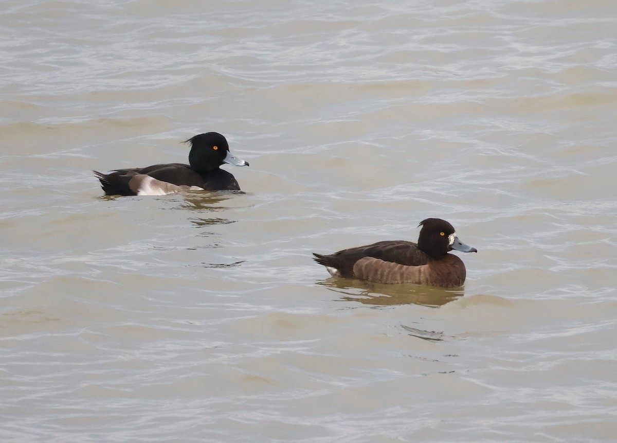 Porrón Moñudo - ML646340794