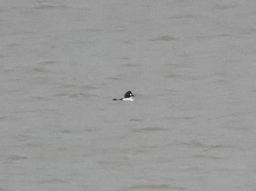 Porrón Osculado - ML646340795