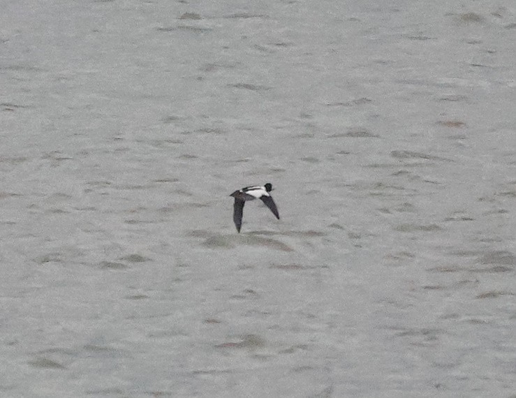 Porrón Osculado - ML646340796