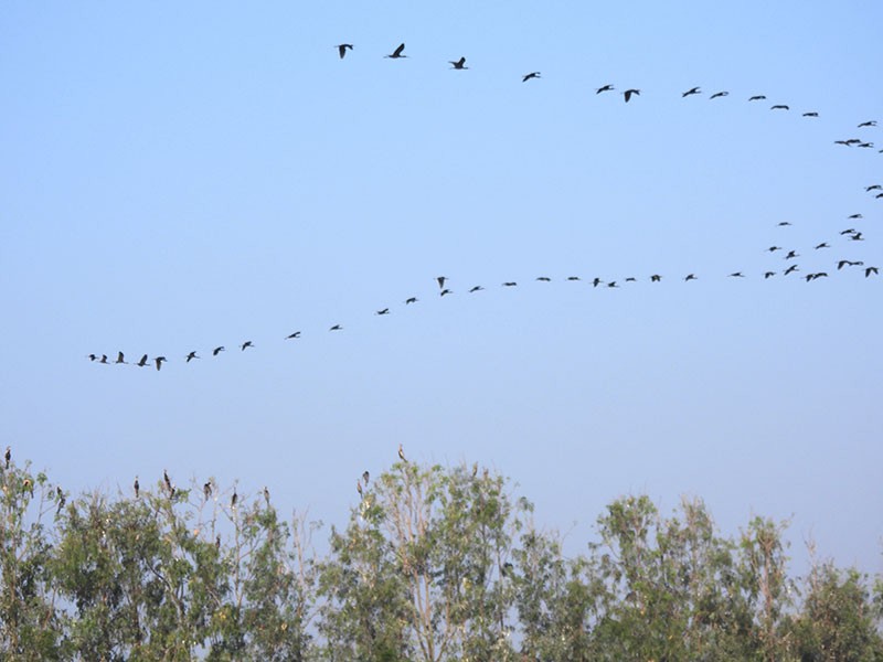 Morito Común - ML646340797