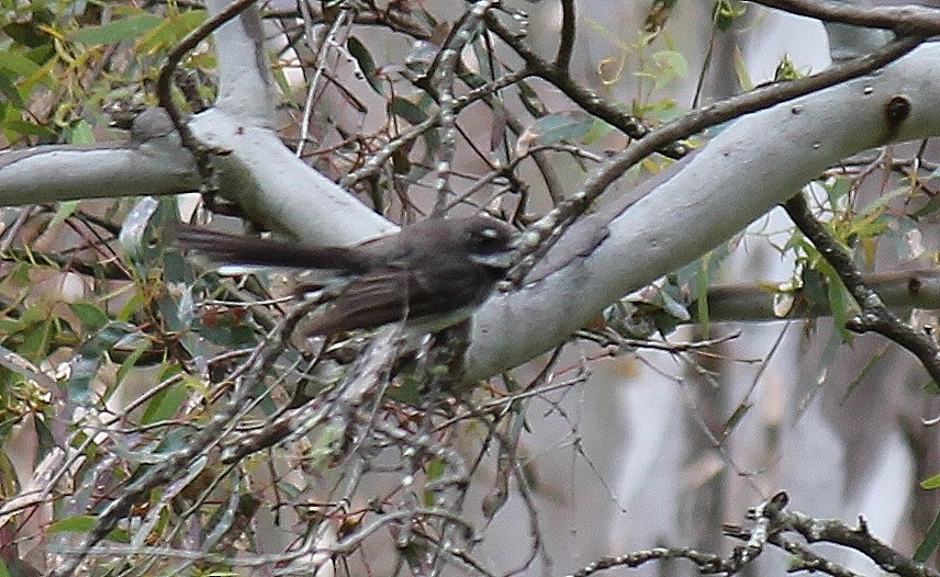 Abanico Gris - ML646340798