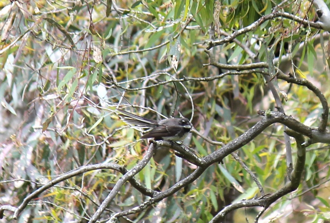 Abanico Gris - ML646340799