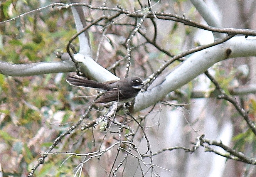 Abanico Gris - ML646340800