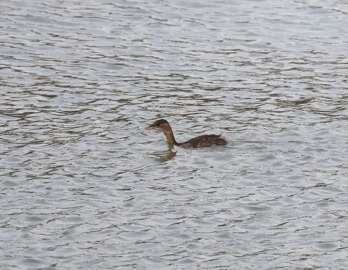 Zampullín Común - ML646340802