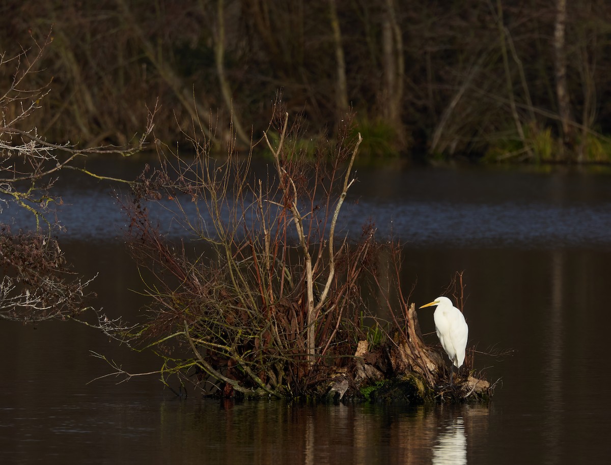 volavka bílá - ML646340803