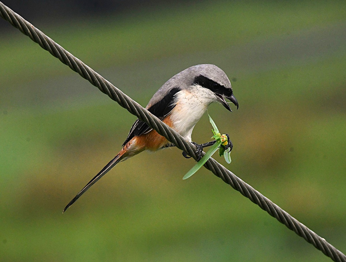 Long-tailed Shrike - ML646340804