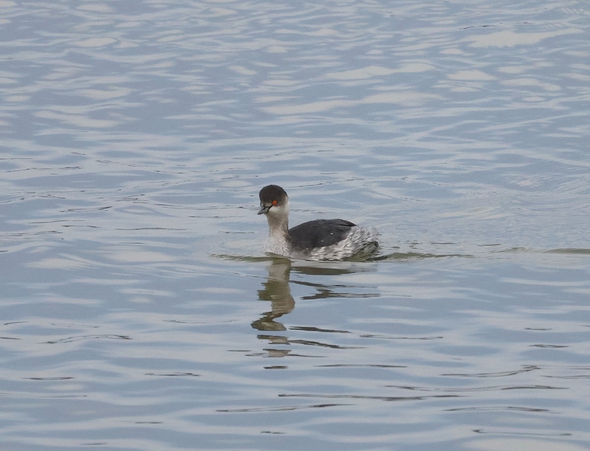 Zampullín Cuellinegro - ML646340805