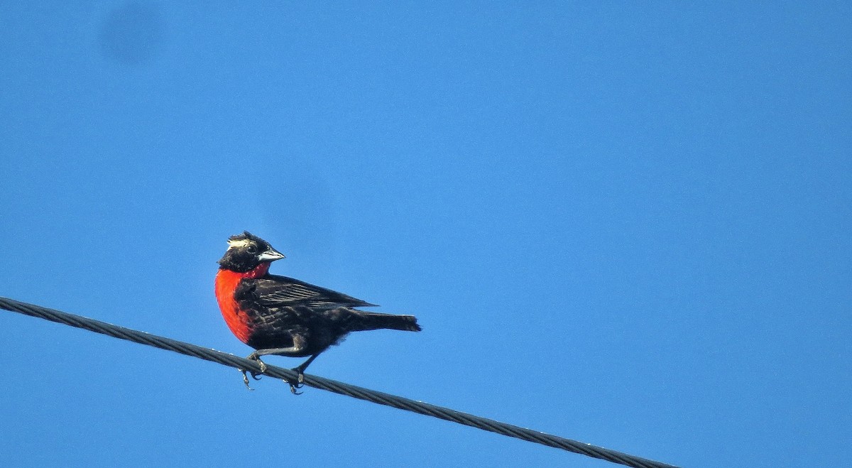 Loica Cejiblanca - ML646340806