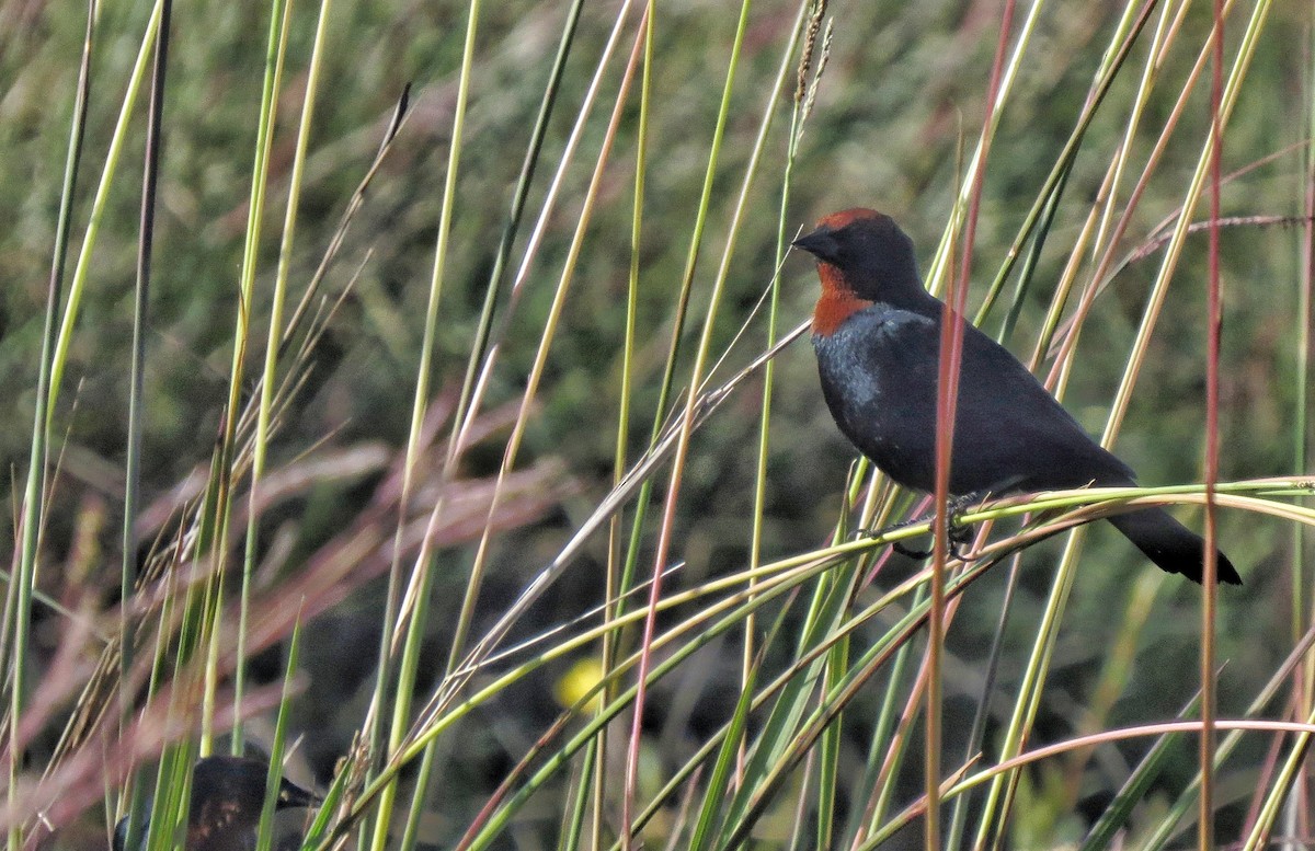 Chestnut-capped Blackbird - ML646340809