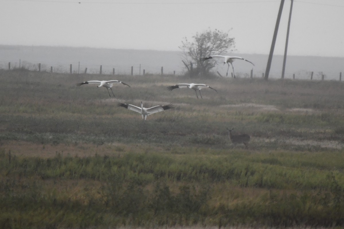 trompettrane - ML646340810