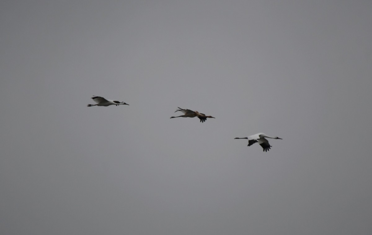 trompettrane - ML646340811